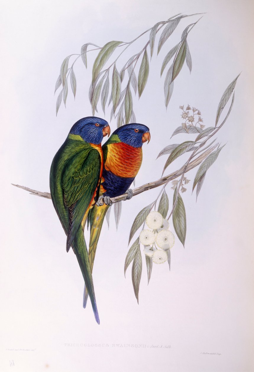 Díszes lórika (Trichoglossus ornatus), John Gould metszete alkotó: John Gould