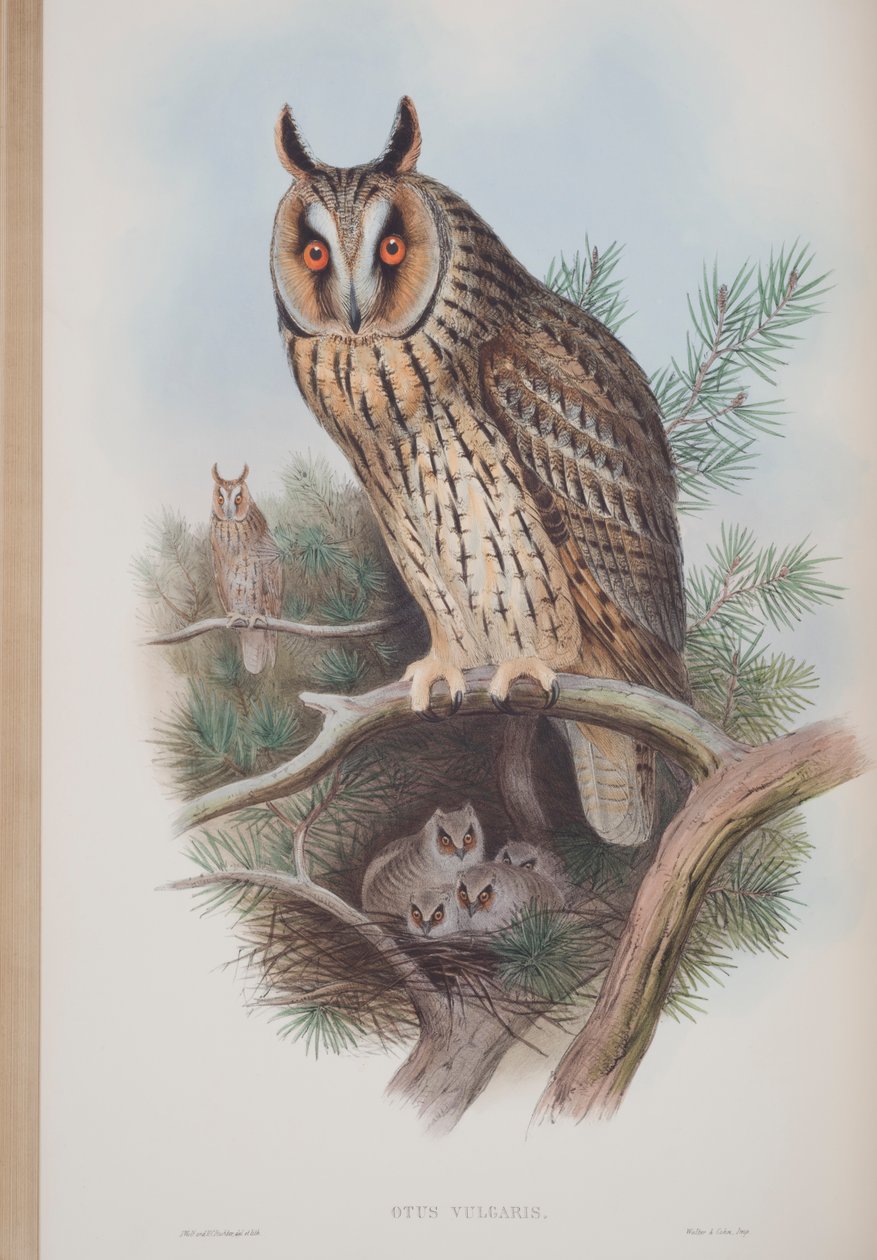 Otus Vulgaris, tányér a The Birds of Great Britainből, John Gouldtól, 1862-73 között (kézzel színezett litó) alkotó: John Gould
