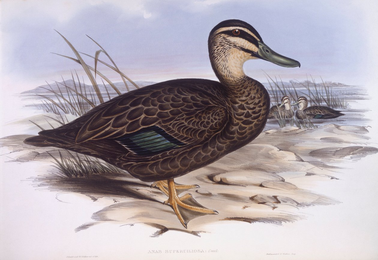 Csendes-óceáni fekete kacsa (Anas superciliosa), John Gould metszet alkotó: John Gould