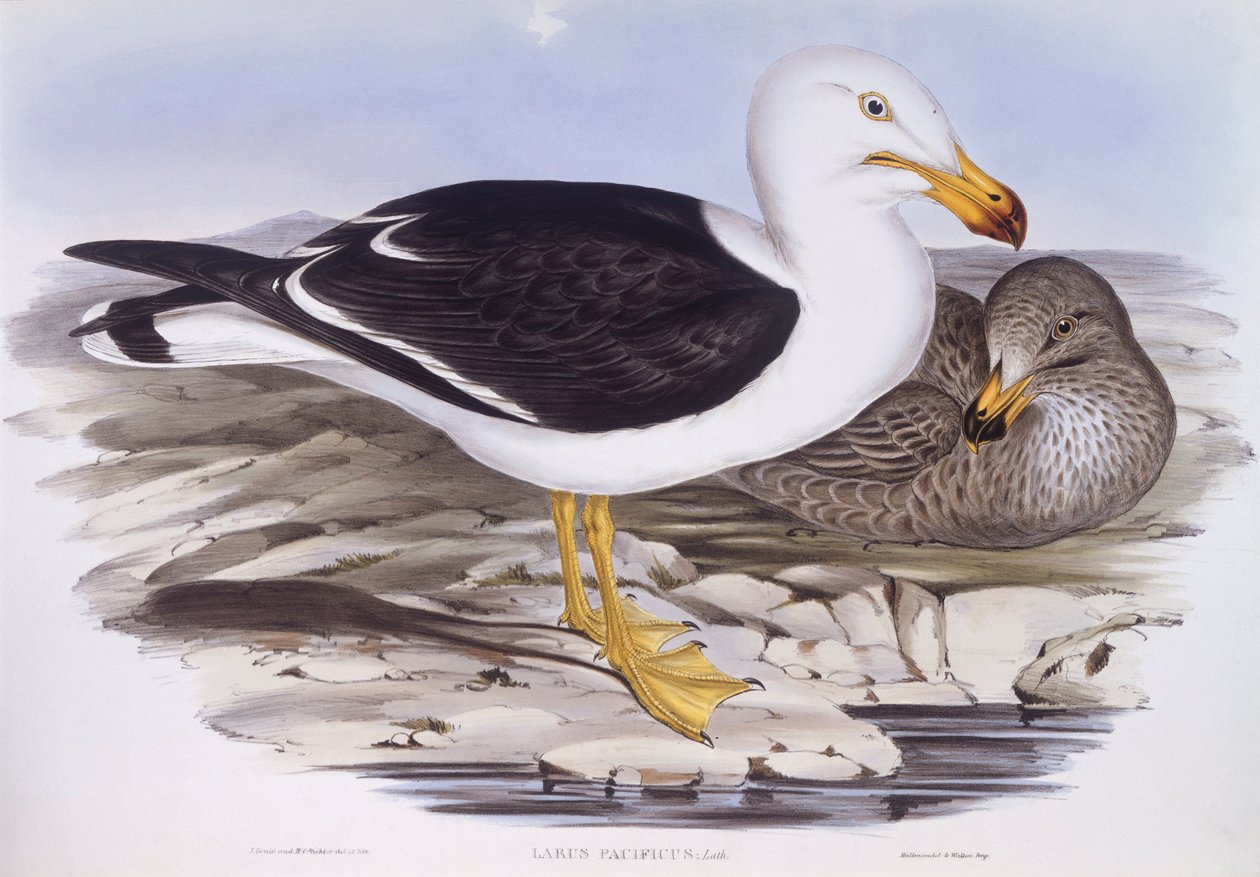 Csendes-óceáni sirály (Larus pacificus), John Gould metszete alkotó: John Gould