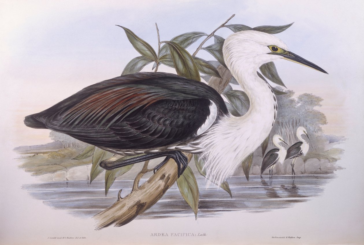 Csendes-óceáni gém (Ardea pacifica), John Gould metszete alkotó: John Gould