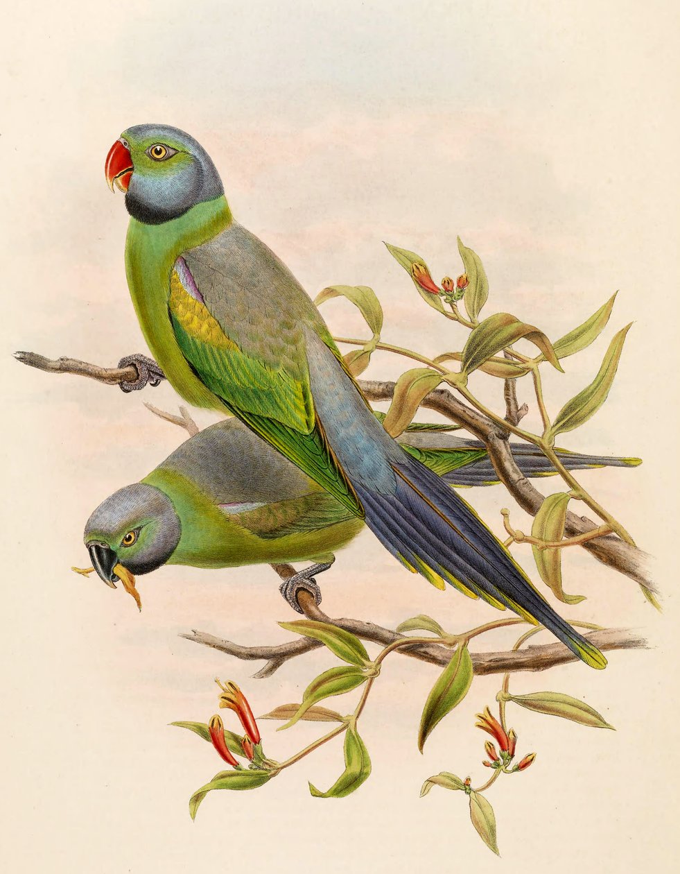 Palaeornis calthropae = Psittacula calthropae alkotó: John Gould