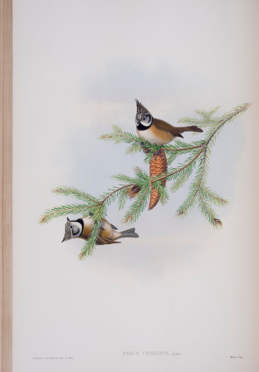 Parus Cristatus, tányér a The Birds of Great Britain-ből, John Gouldtól, 1862-73 között (kézzel színezett litó) alkotó: John Gould