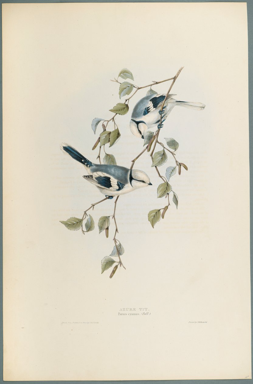 Parus Cyanus: Azure Tit (színes litó szőtt papíron) alkotó: John Gould