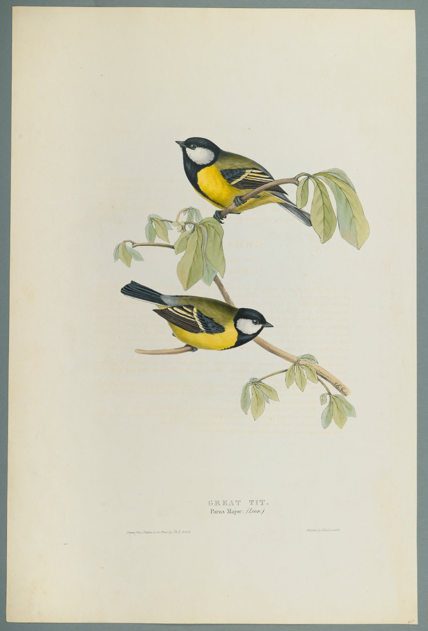 Parus Major: széncinege (színes litó szőtt papíron) alkotó: John Gould