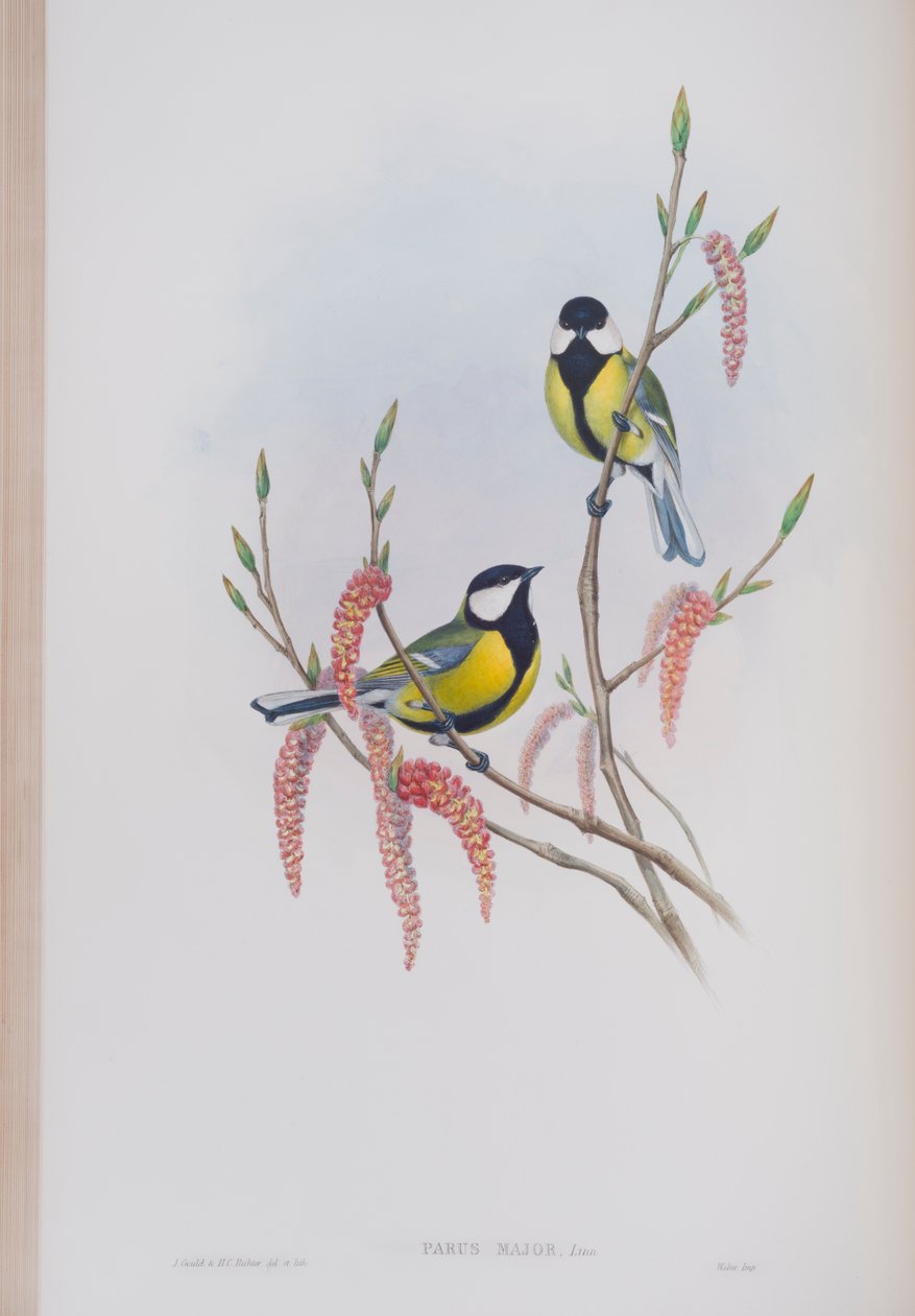 Parus Major, tányér a The Birds of Great Britain-ből, John Gouldtól, 1862-73 között (kézzel színezett litó) alkotó: John Gould
