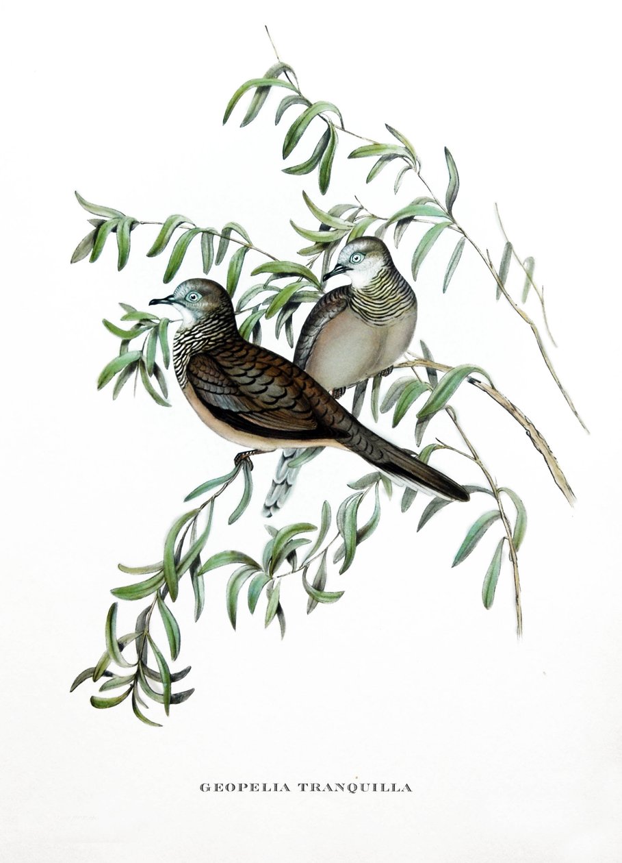 Békés galamb, ausztráliai madarak, metszet John Gould (1804-1881) "Trópusi madarak" című könyvéből. alkotó: John Gould
