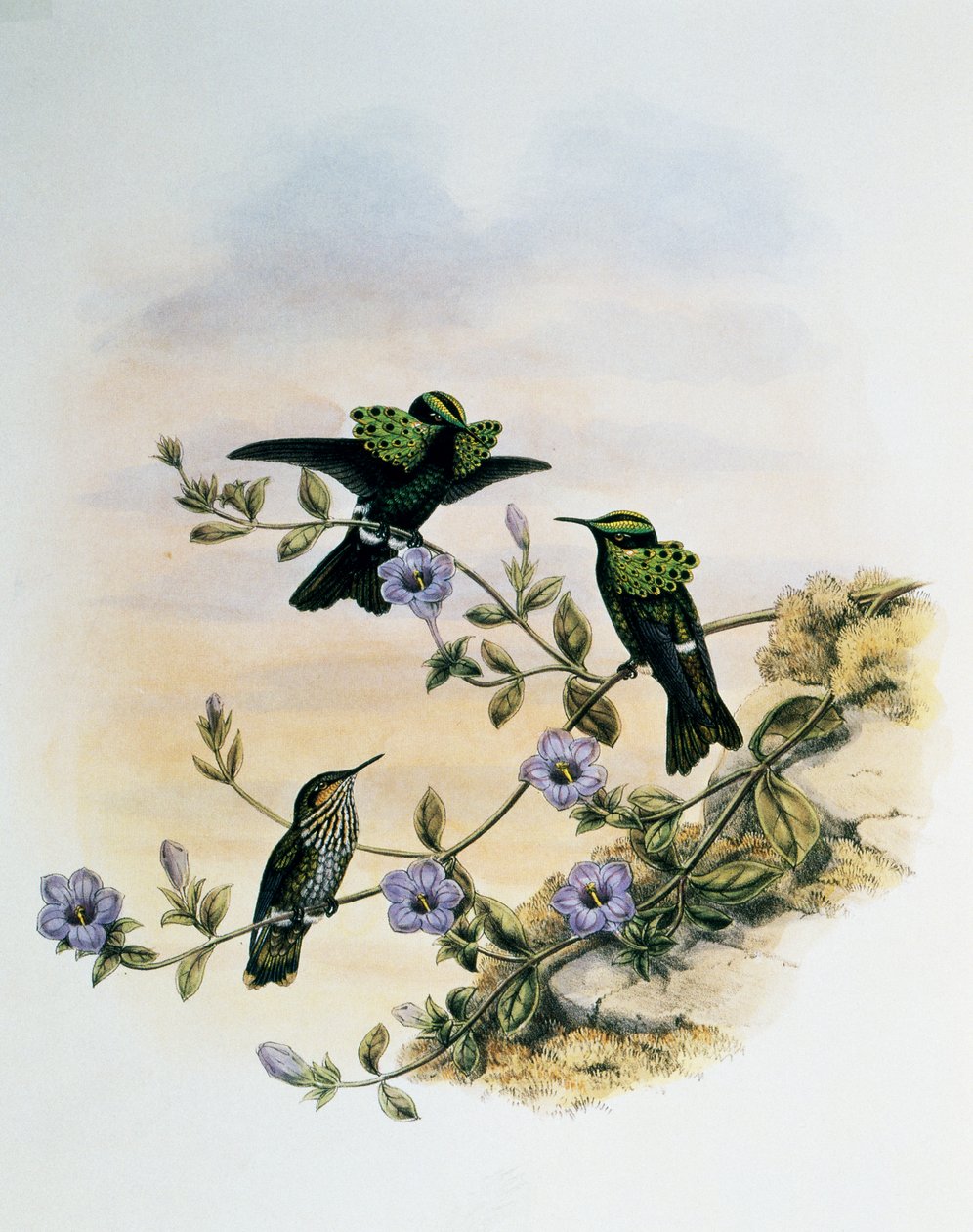 Pávakakas (Lophornis pavoninus), metszet a Trochilidae vagy Kolibri monográfiájából (1849-1861), John Gould (1804-1881), Egyesült Királyság alkotó: John Gould