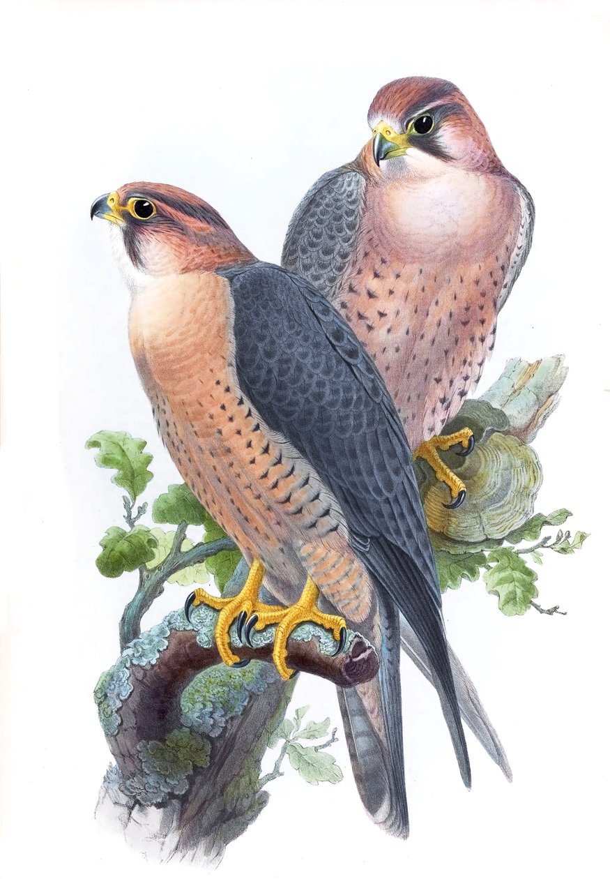Vándorsólyom, (vörös sapkás sólyom) Falco peregrinus babylonicus Sclater alkotó: John Gould