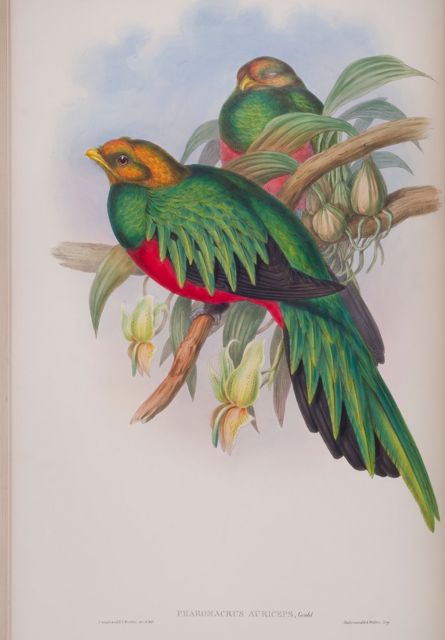 Pharomacrus Auriceps, John Gould The Birds of Great Britain tányérja, 1862-73 között (kézzel színezett litho) alkotó: John Gould