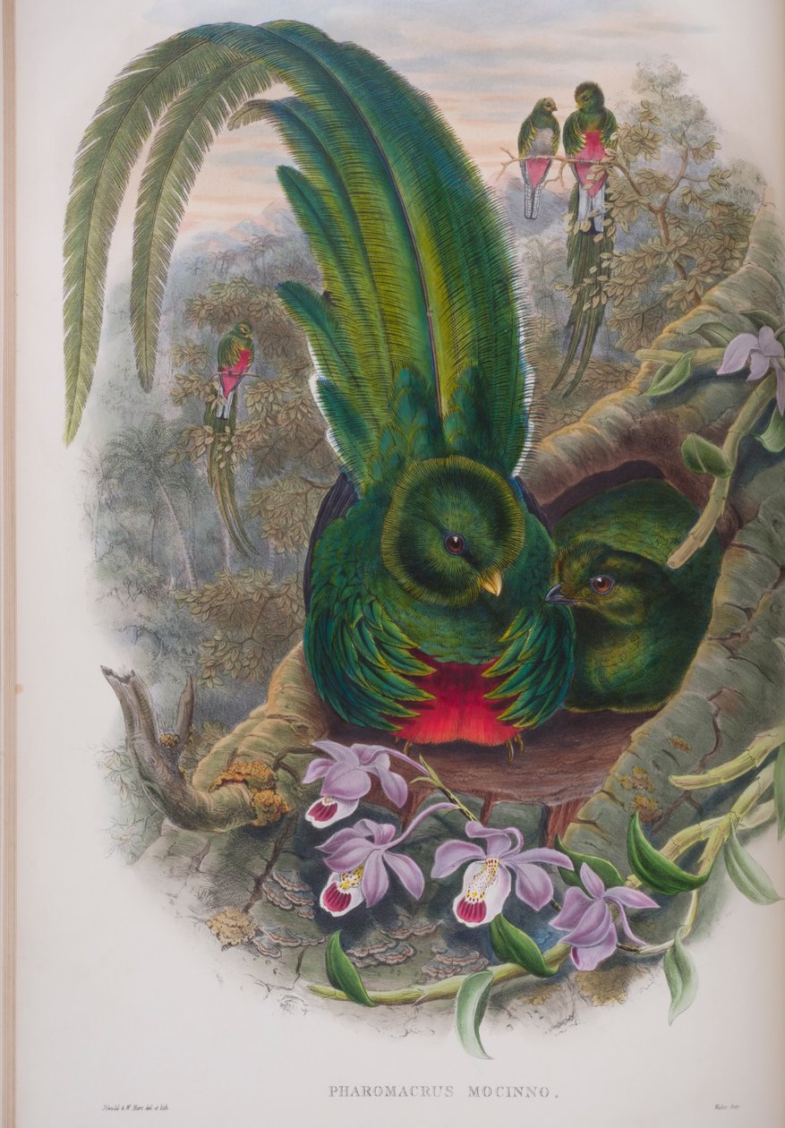 Pharomacrus Mocinno, tányér a The Birds of Great Britain-ből, John Gouldtól, 1862-73 között (kézzel színezett litho) alkotó: John Gould