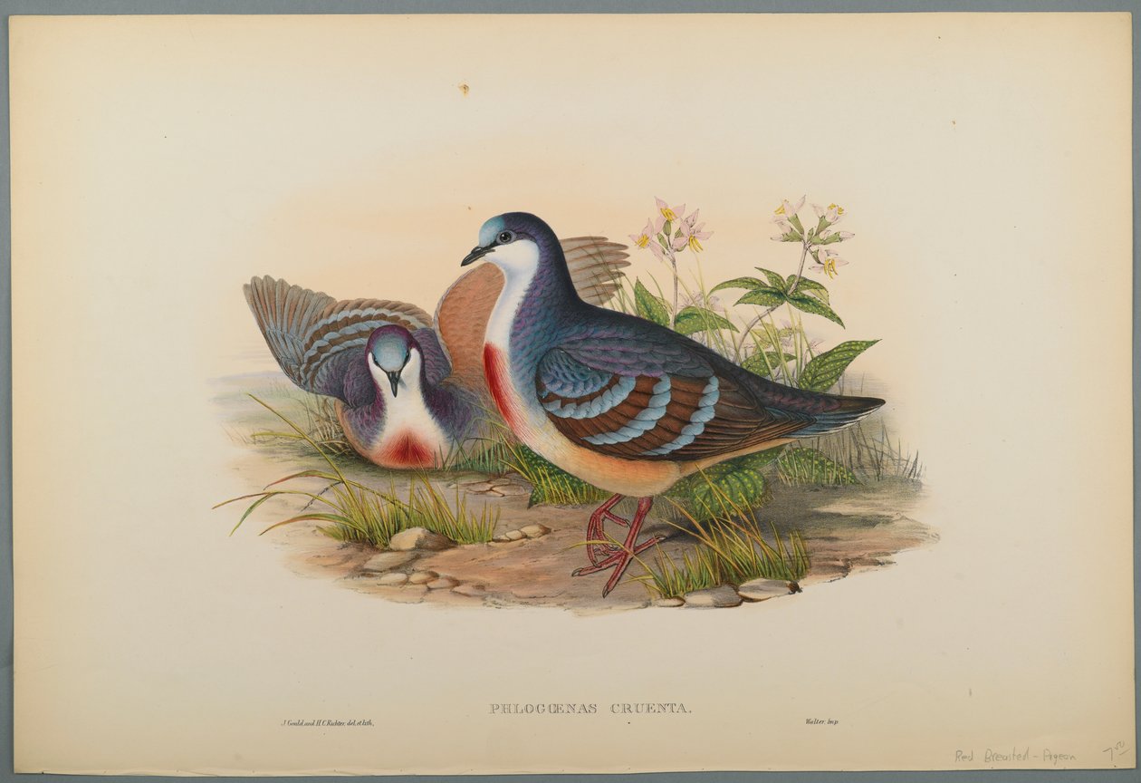 Philogoenas Cruenta (színes litó szőtt papíron) alkotó: John Gould