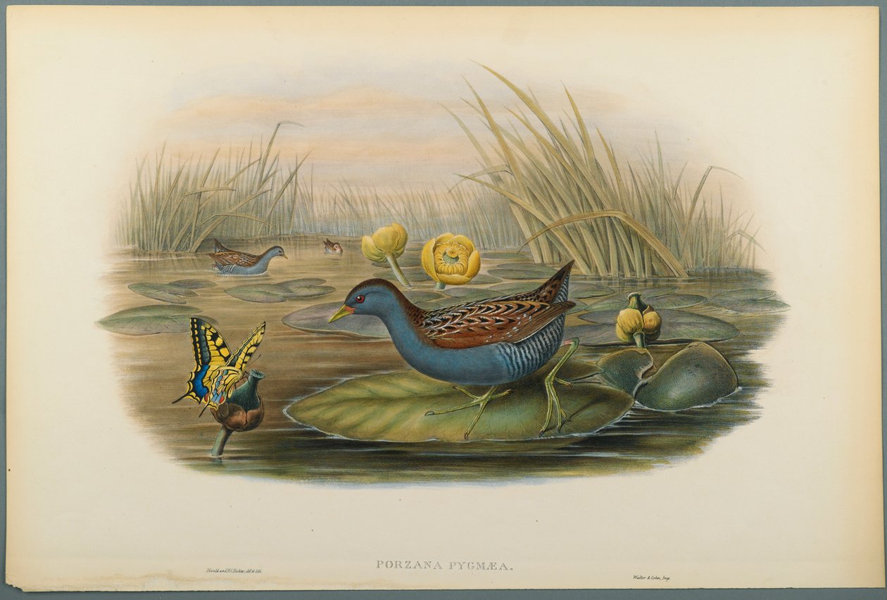 Porzana Pygmaea, Baillons Crane (színes lito szőtt papíron) alkotó: John Gould