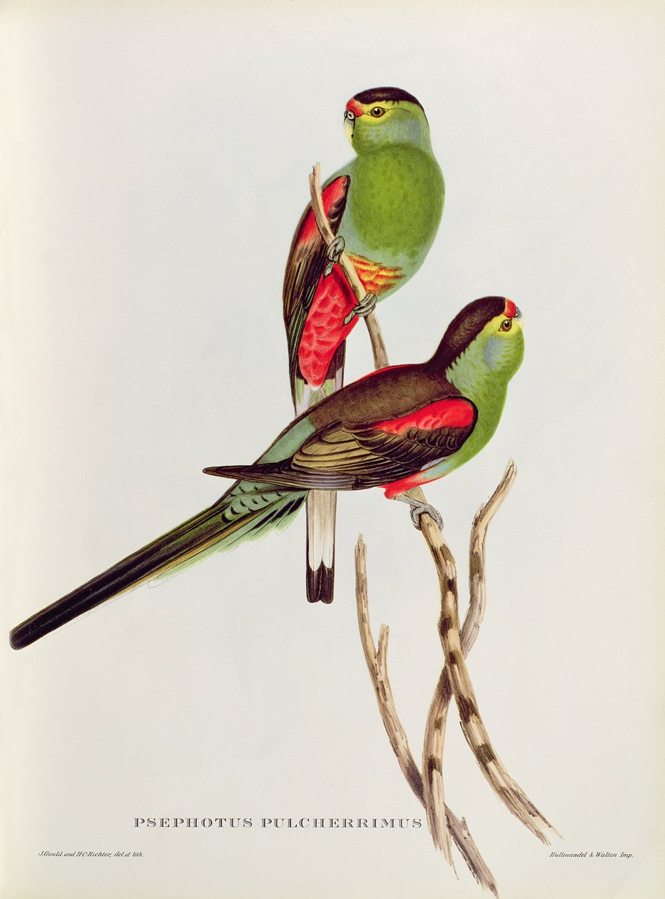 Psephotus alkotó: John Gould