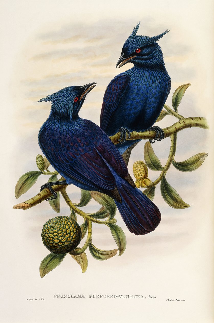 Lila és lila manucode alkotó: John Gould