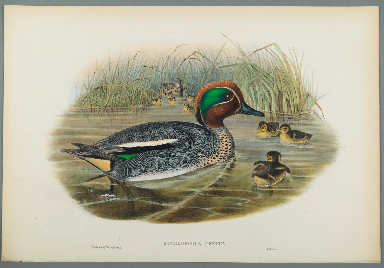 Querquedula Crecca: Kékeszöld (színes litho szőtt papíron) alkotó: John Gould
