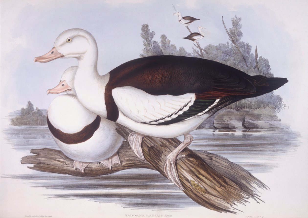Radjah shelduck (Tadorna radjah), John Gould metszete alkotó: John Gould