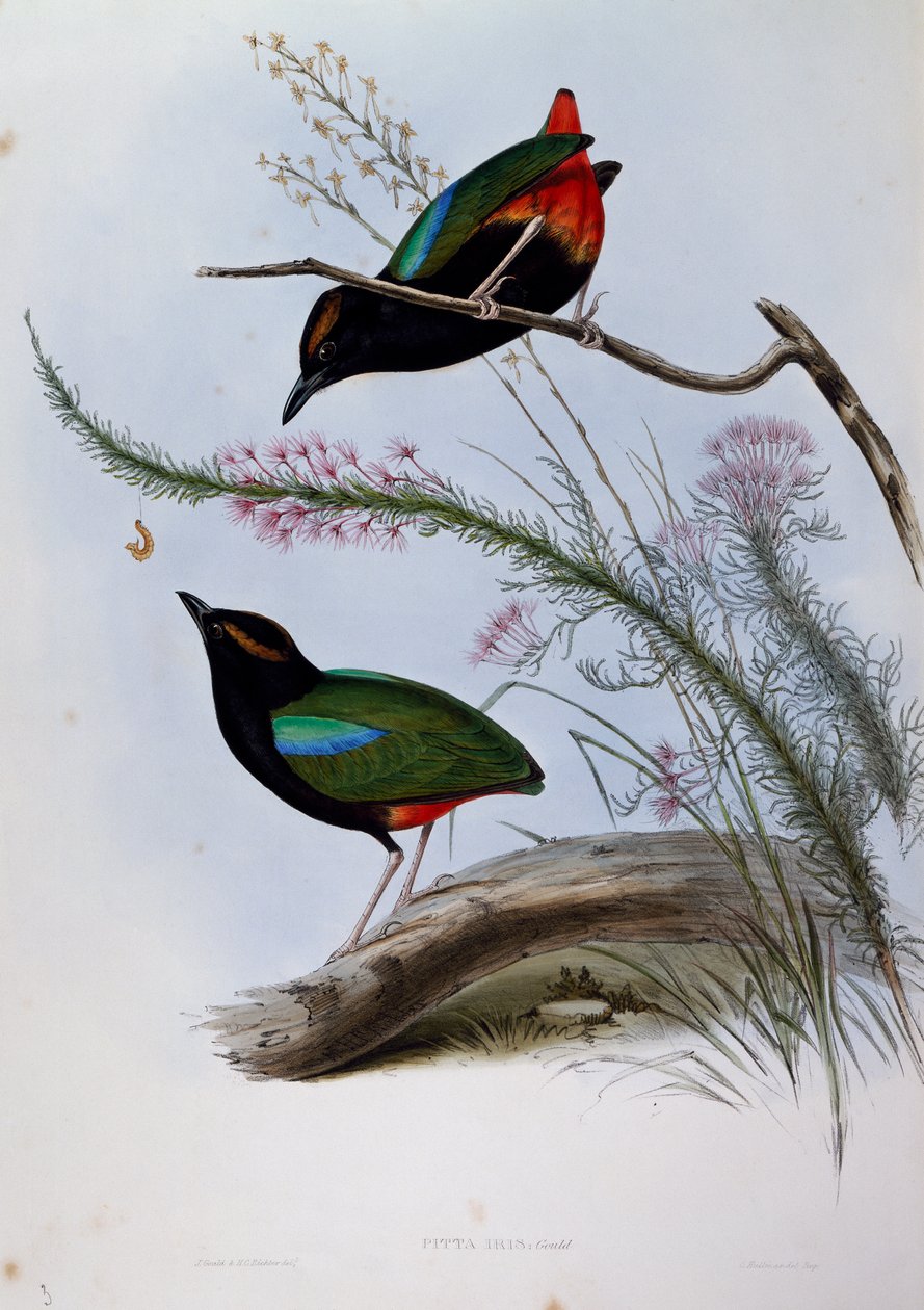 Szivárvány Pitta (Pitta írisz), metszet a Birds of Australia-ból alkotó: John Gould