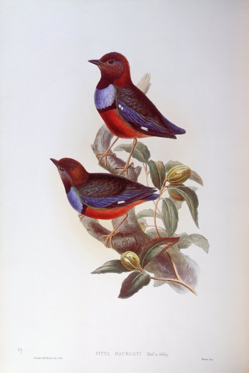 Vöröshasú pitta (Pitta erythrogaster), John Gould metszete alkotó: John Gould