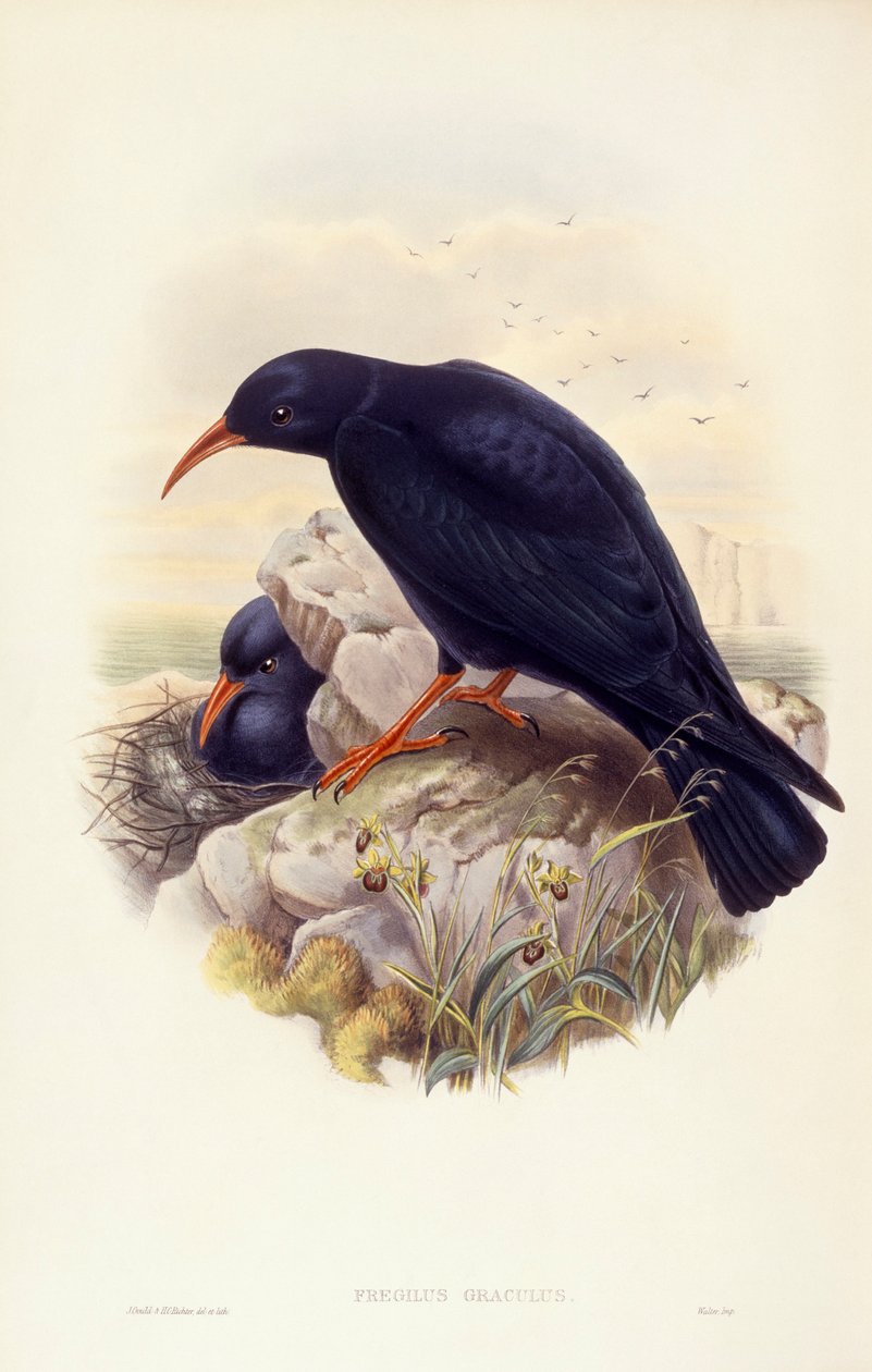 Vöröscsőrű köhög (Pyrrhocorax pyrrhocorax), metszet: John Gould alkotó: John Gould