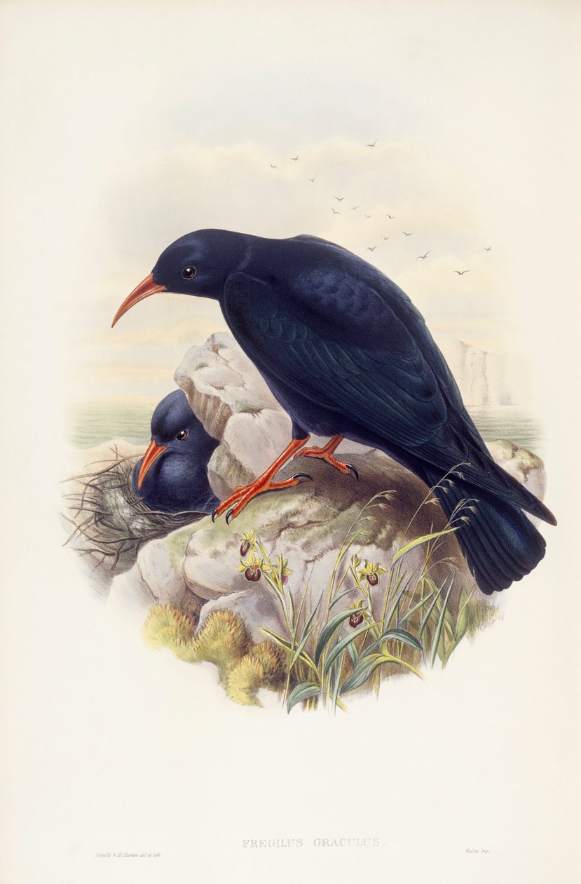 Vöröscsőrű köhög (Pyrrhocorax pyrrhocorax), metszet: John Gould alkotó: John Gould