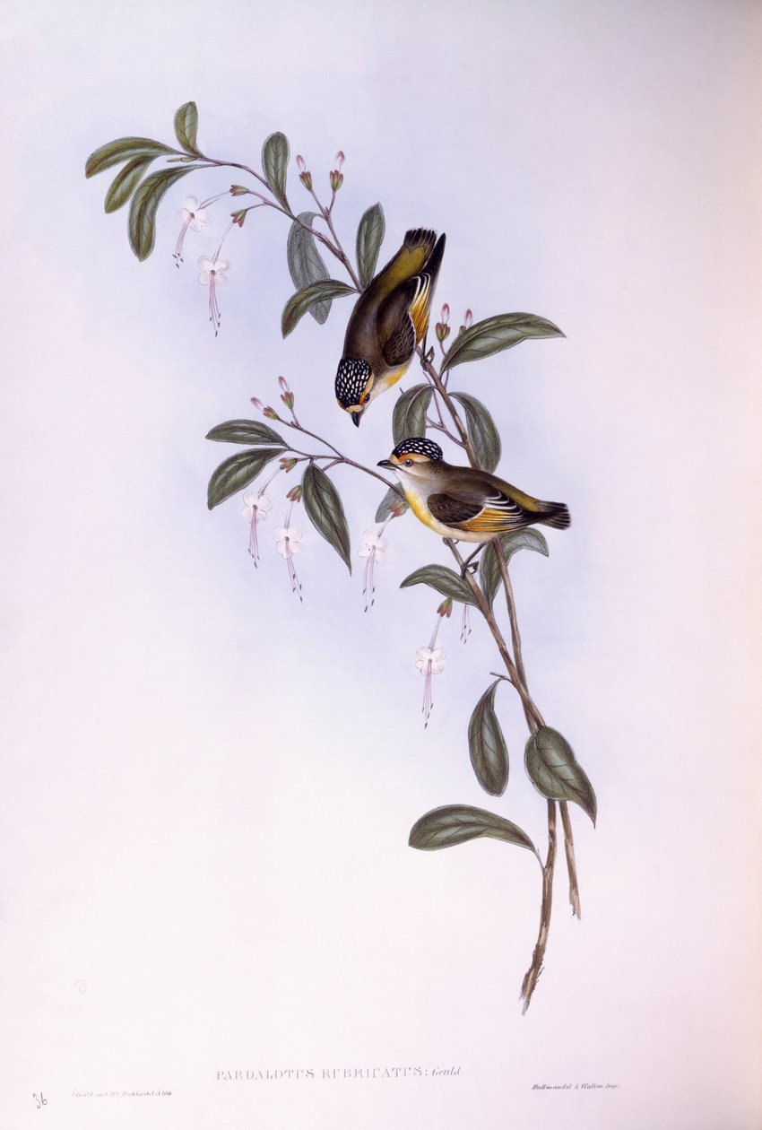 Vörös szemöldökű pardalote (Pardalotus rubricatus), John Gould metszete alkotó: John Gould