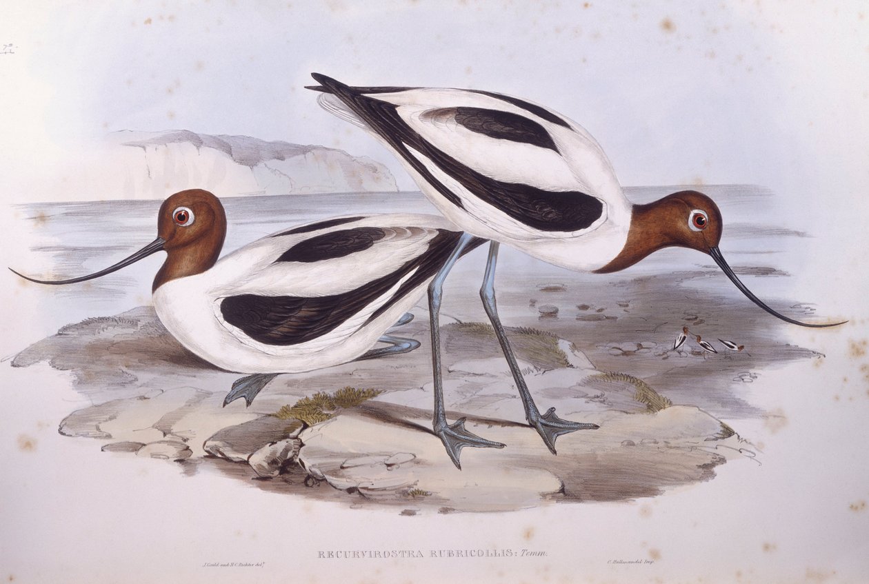 Vörös nyakú avocet (Recurvirostra novaehollandiae), John Gould metszet alkotó: John Gould