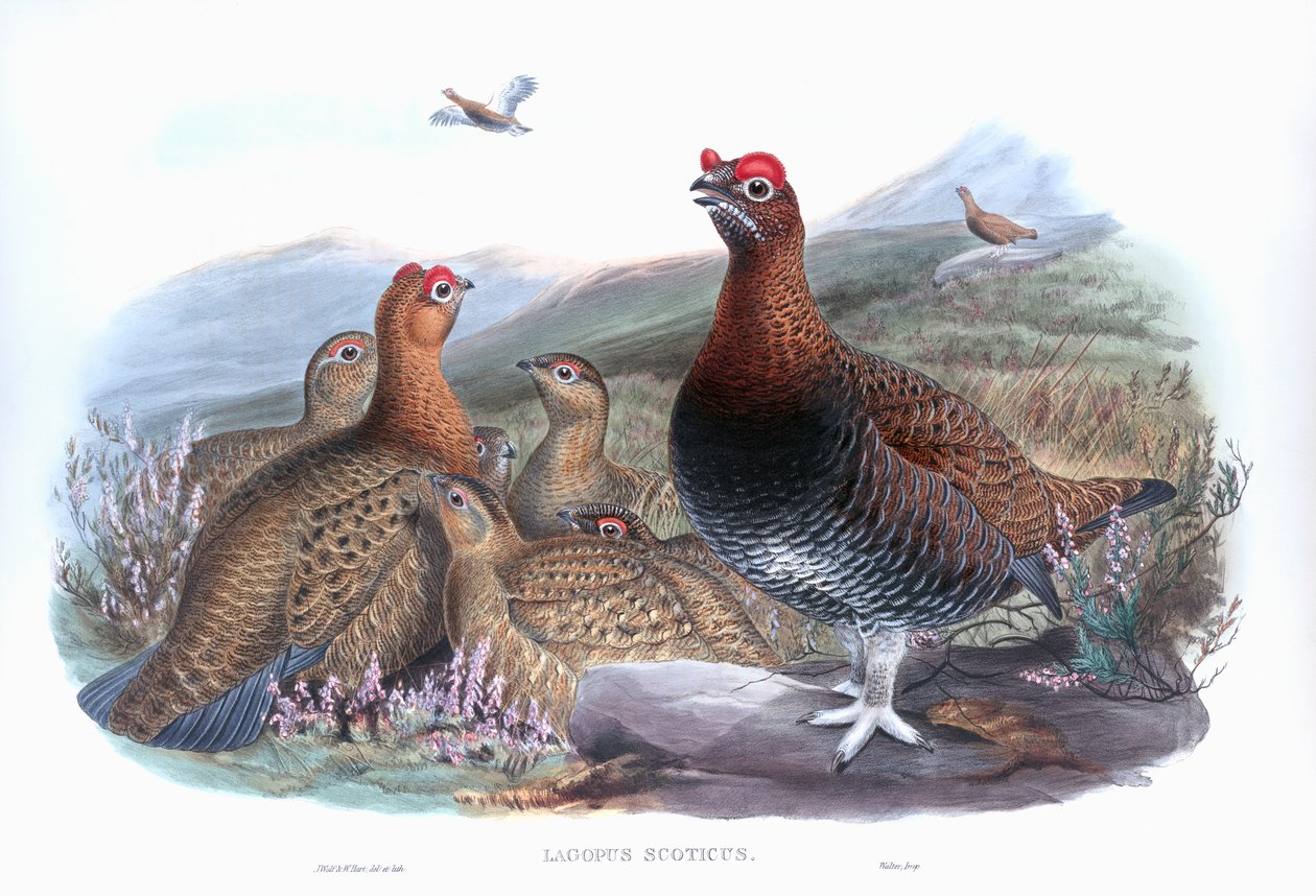 Vörös fajd Lagopus lagopus scotica alkotó: John Gould