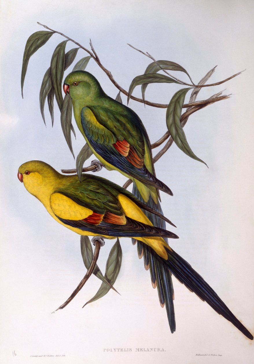 Regent papagáj (Polytelis anthopeplus), John Gould metszete alkotó: John Gould