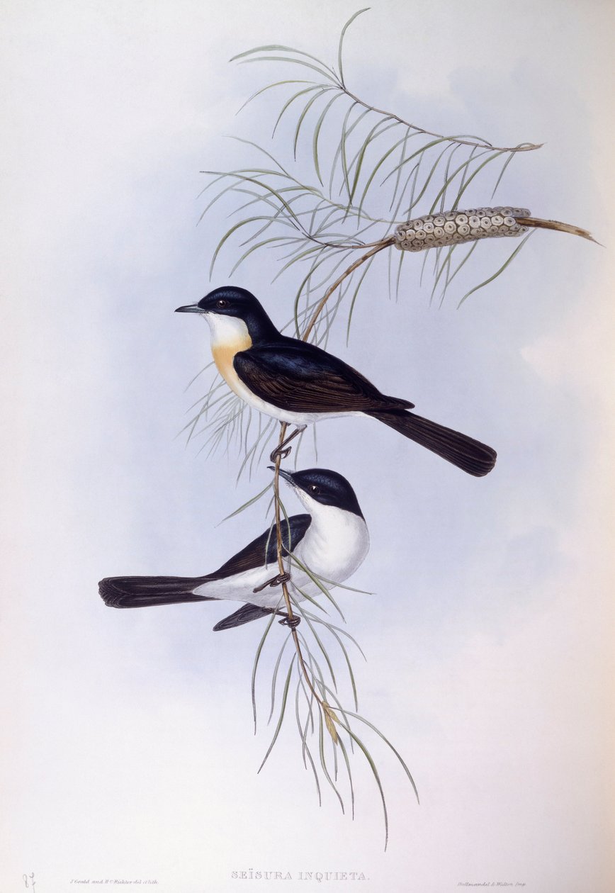 Nyugtalan légykapó (Myiagra inquieta), John Gould metszete alkotó: John Gould