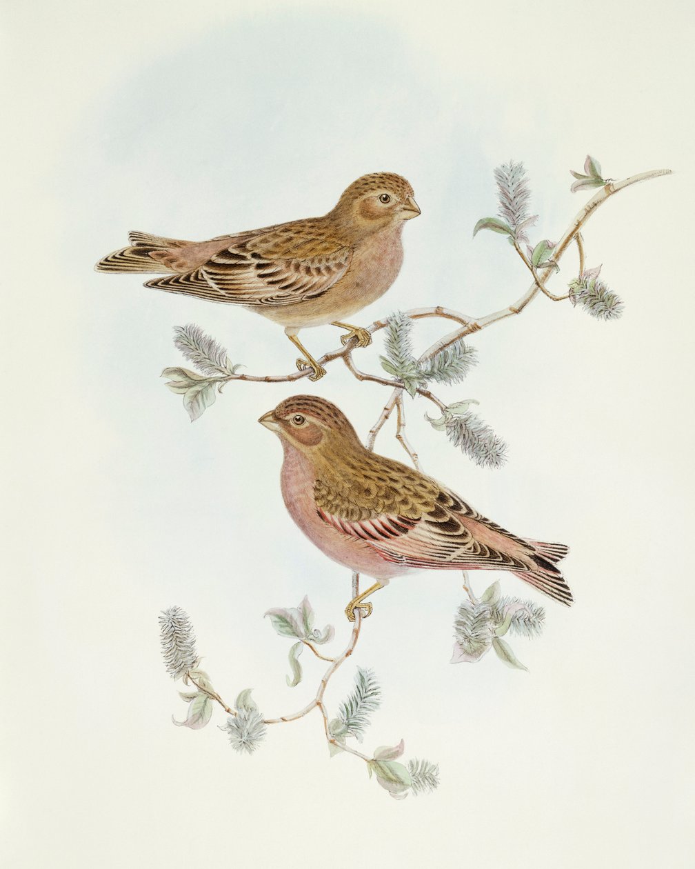 Rosy Finch (Erythrospiza incarnata), John Gould metszete alkotó: John Gould