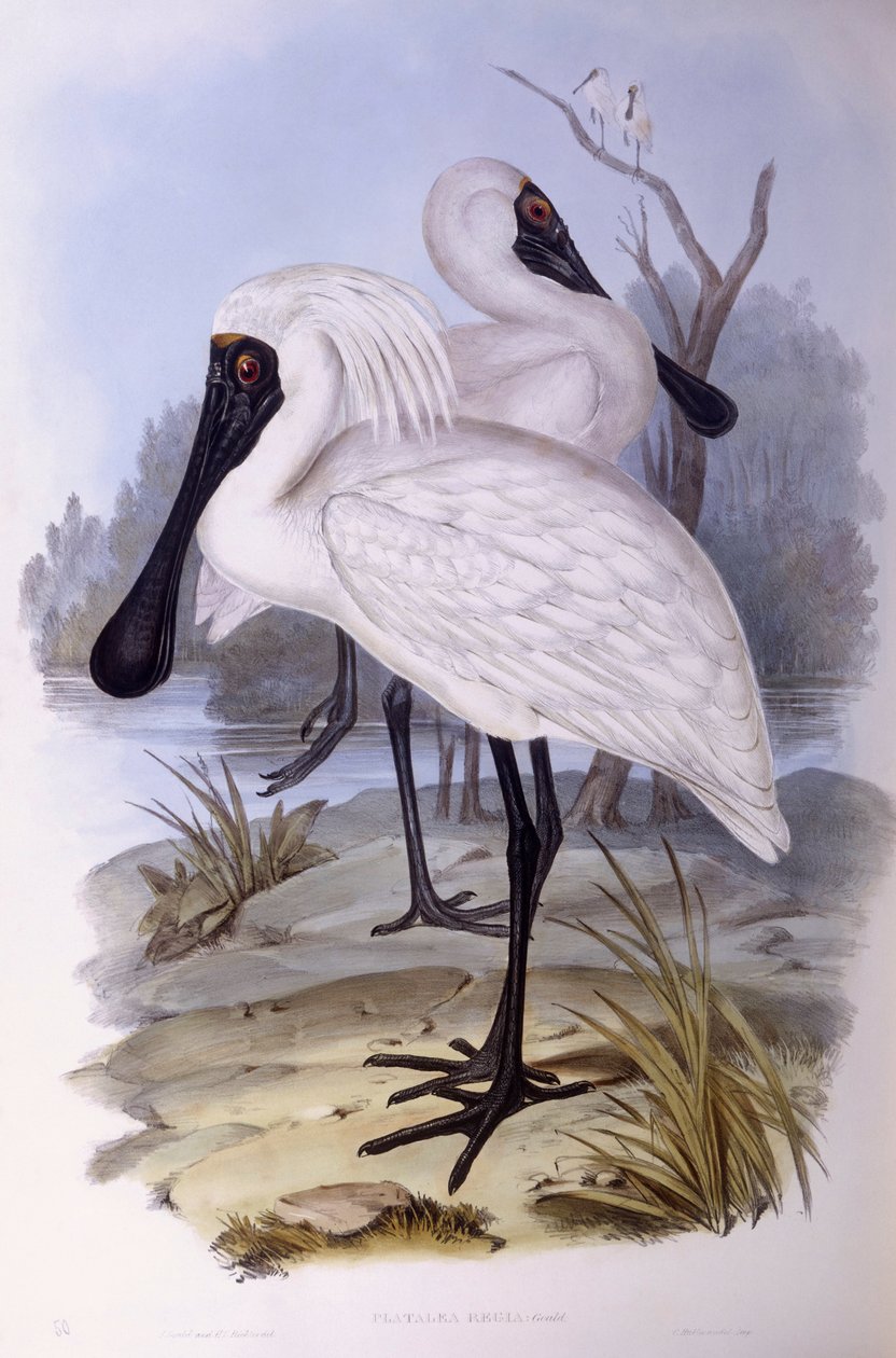 Királyi kanalascsőrű (Platalea regia), John Gould metszete alkotó: John Gould