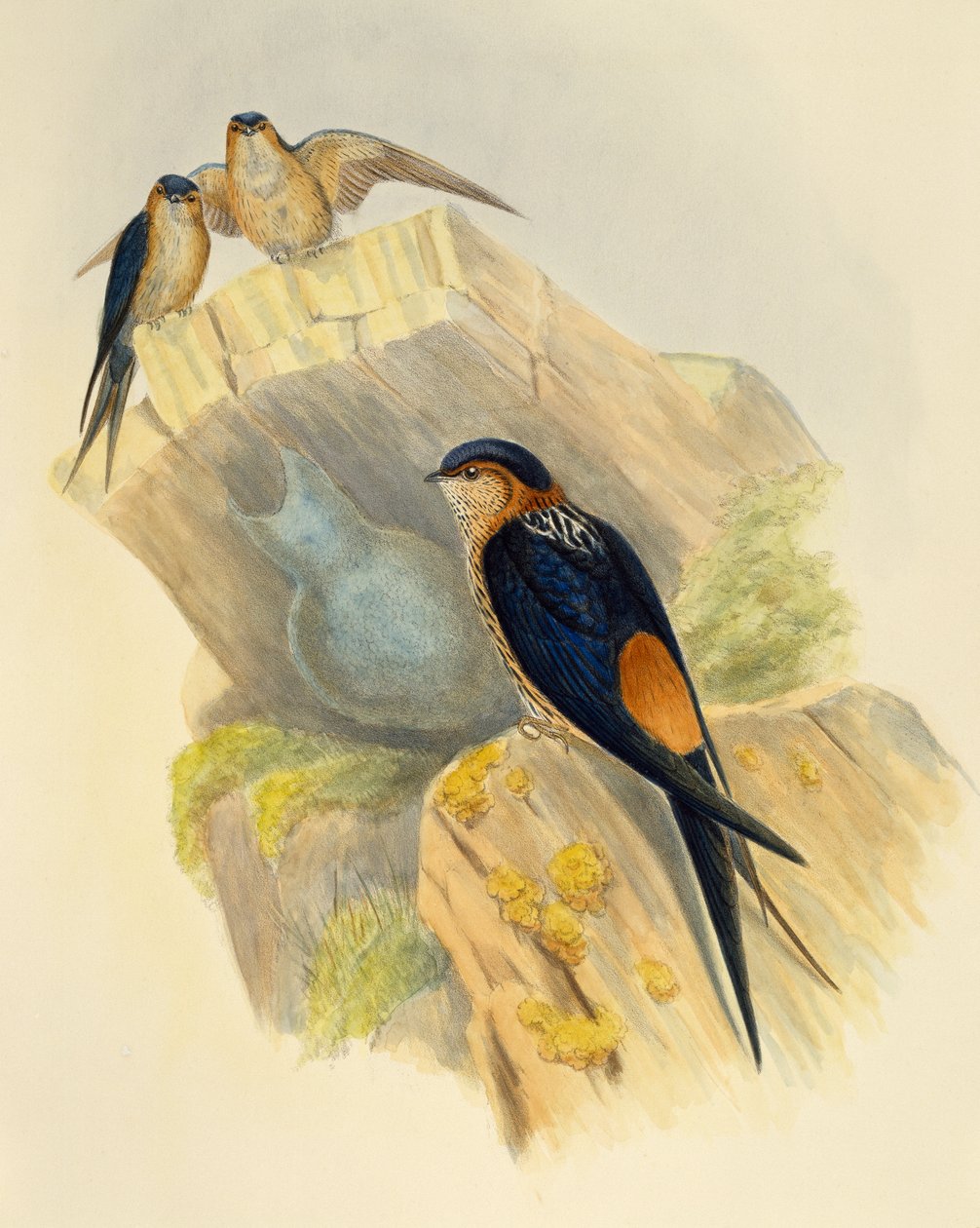 Gomboshasú fecske (Hirundo daurica), metszet: John Gould (1804-1881), Egyesült Királyság alkotó: John Gould