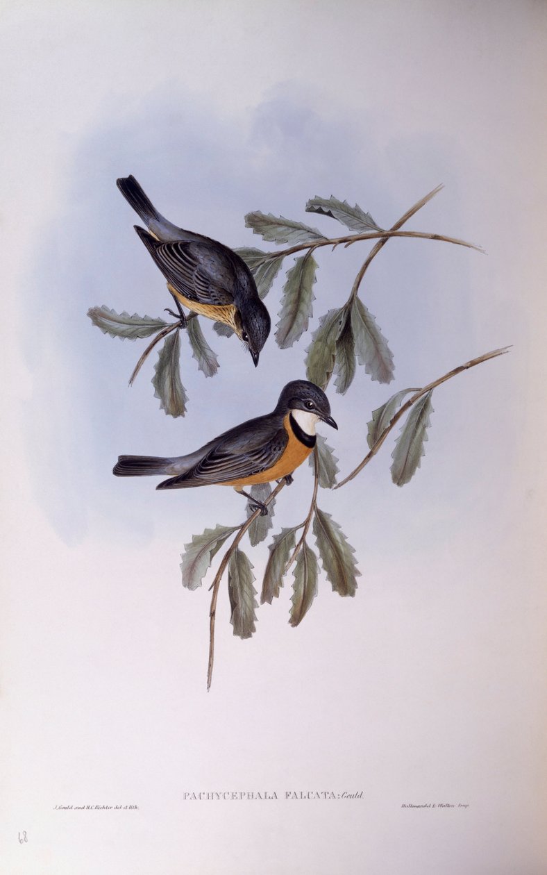 Rufos whistler (Pachycephala rufiventris), John Gould metszete alkotó: John Gould