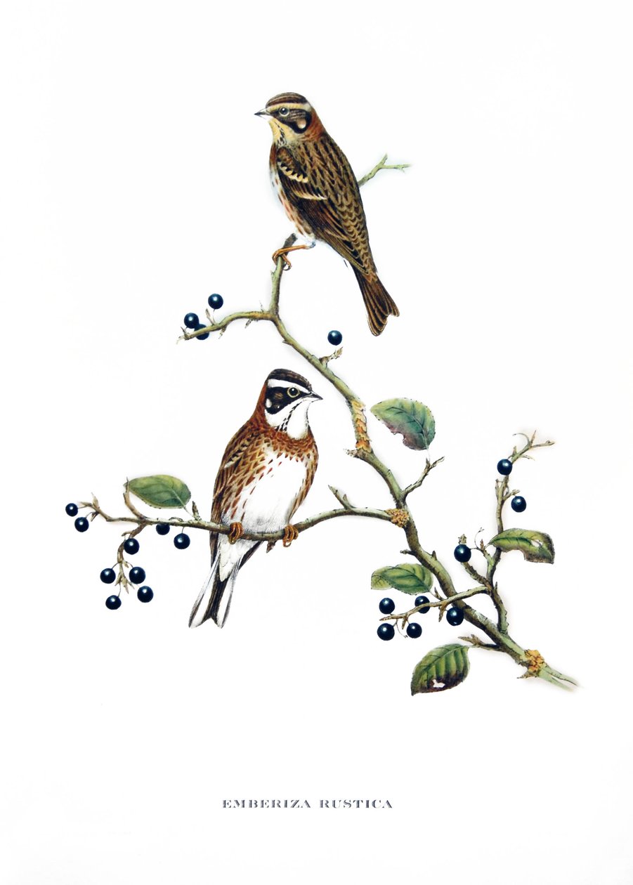 Rozsdabillegető, ázsiai madarak (Kína és Japán), metszet John Gould (1804-1881) "Trópusi madarak" című könyvéből. alkotó: John Gould