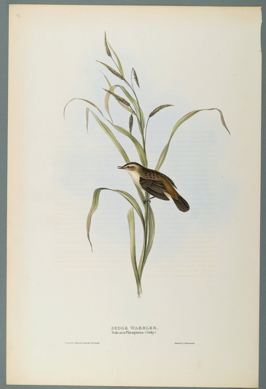 Salicaria Phragmatis: sás poszáta (színes lito szőtt papíron) alkotó: John Gould