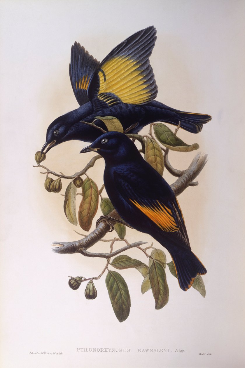 Szatén bowerbird (Ptilonorhynchus violaceus), John Gould metszet alkotó: John Gould