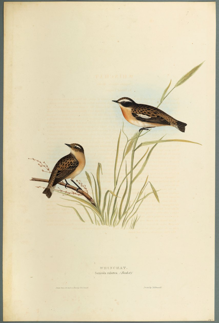 Saxicola Rubetra - Whinchat (színes litho szőtt papíron) alkotó: John Gould