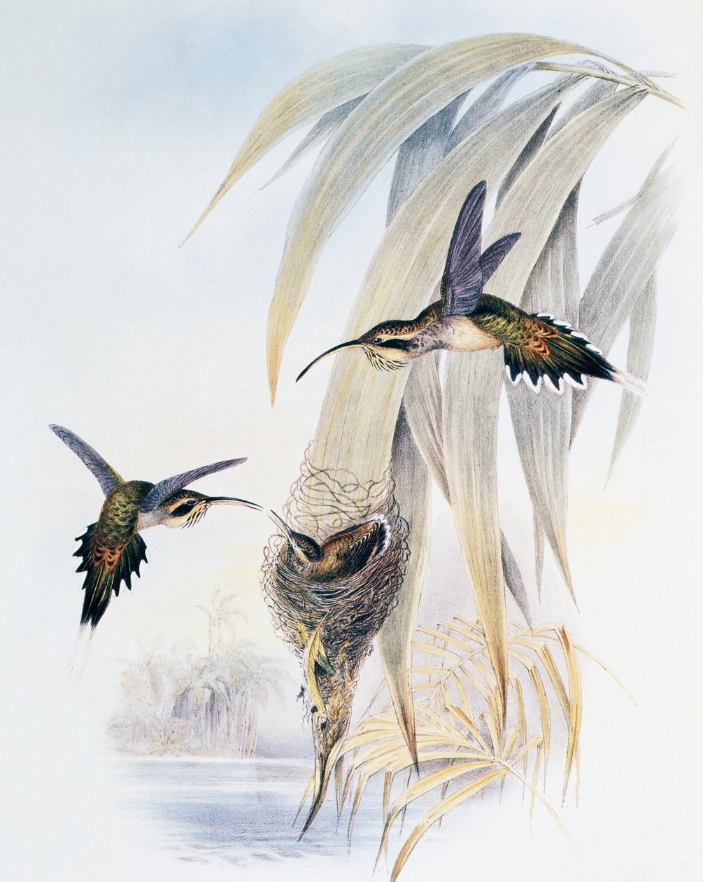 Pikkelytorkú remete (Phaethornis eurynome), metszet a Trochilidae vagy Kolibri monográfiájából (1849-1861), John Gould (1804-1881), Egyesült Királyság alkotó: John Gould