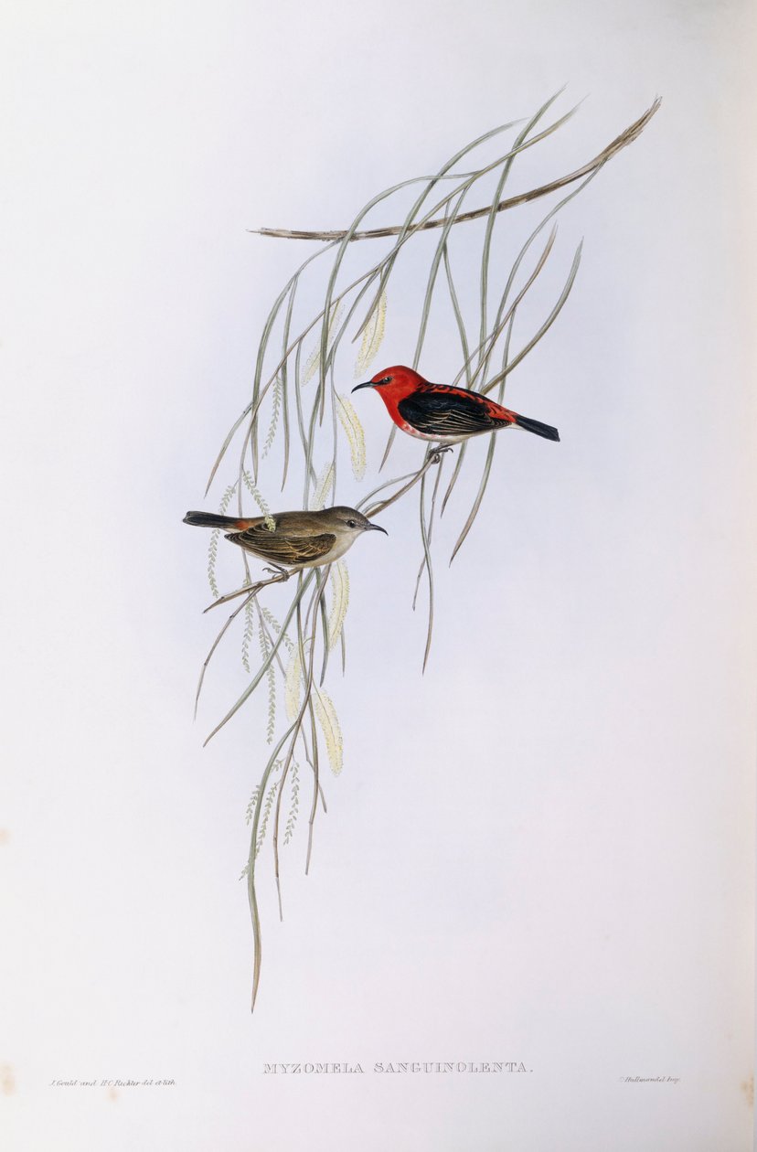 Scarlet myzomela (Myzomela sanguinolenta), John Gould metszet alkotó: John Gould
