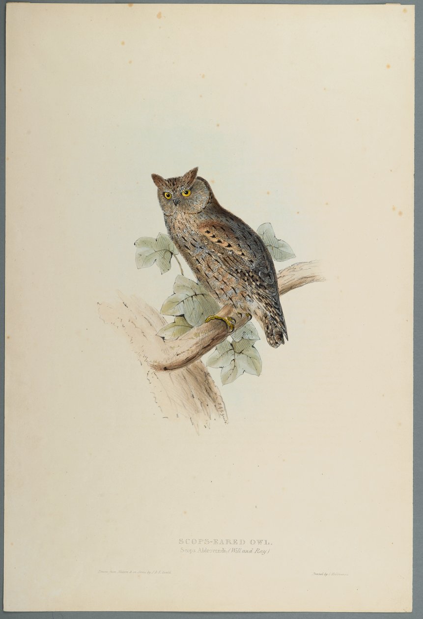 Scops Aldrovandi – Scops fülesbagoly (színes lito szőtt papíron) alkotó: John Gould