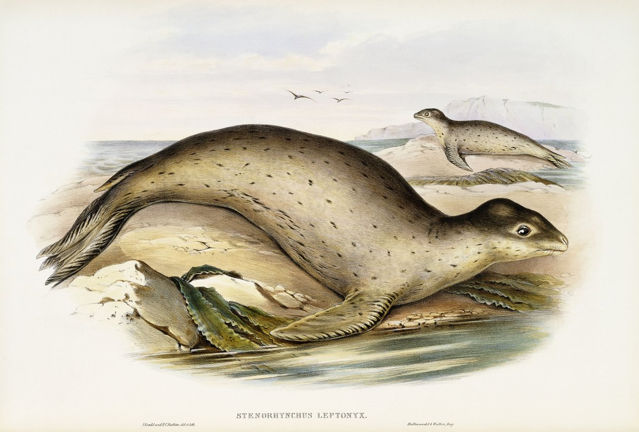 Tengeri Leopárd alkotó: John Gould