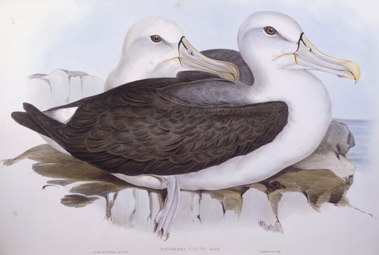 Félénk albatrosz (Diomedea o Thalassarche cauta), John Gould metszet alkotó: John Gould