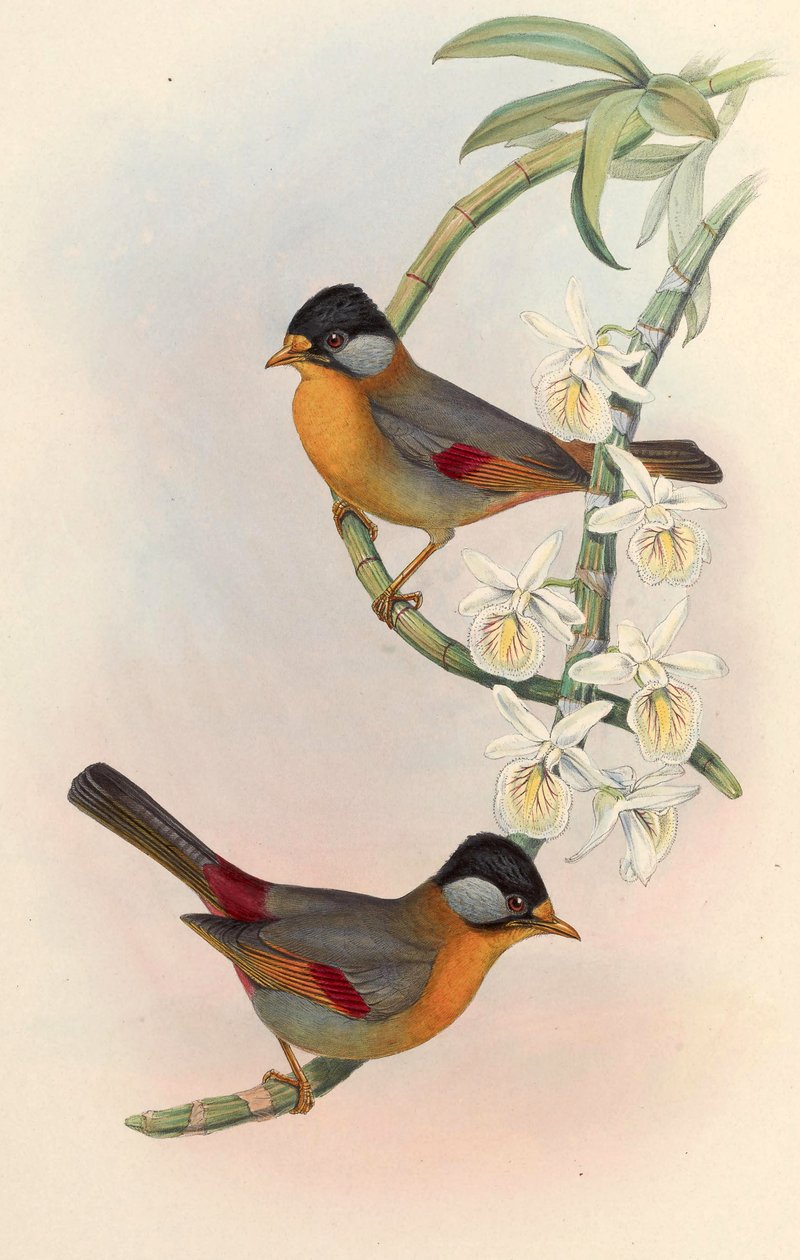 Ezüstfülű Mesia (ezüstfülű Leiothrix) Leiothrix argentauris (Hodgson) alkotó: John Gould