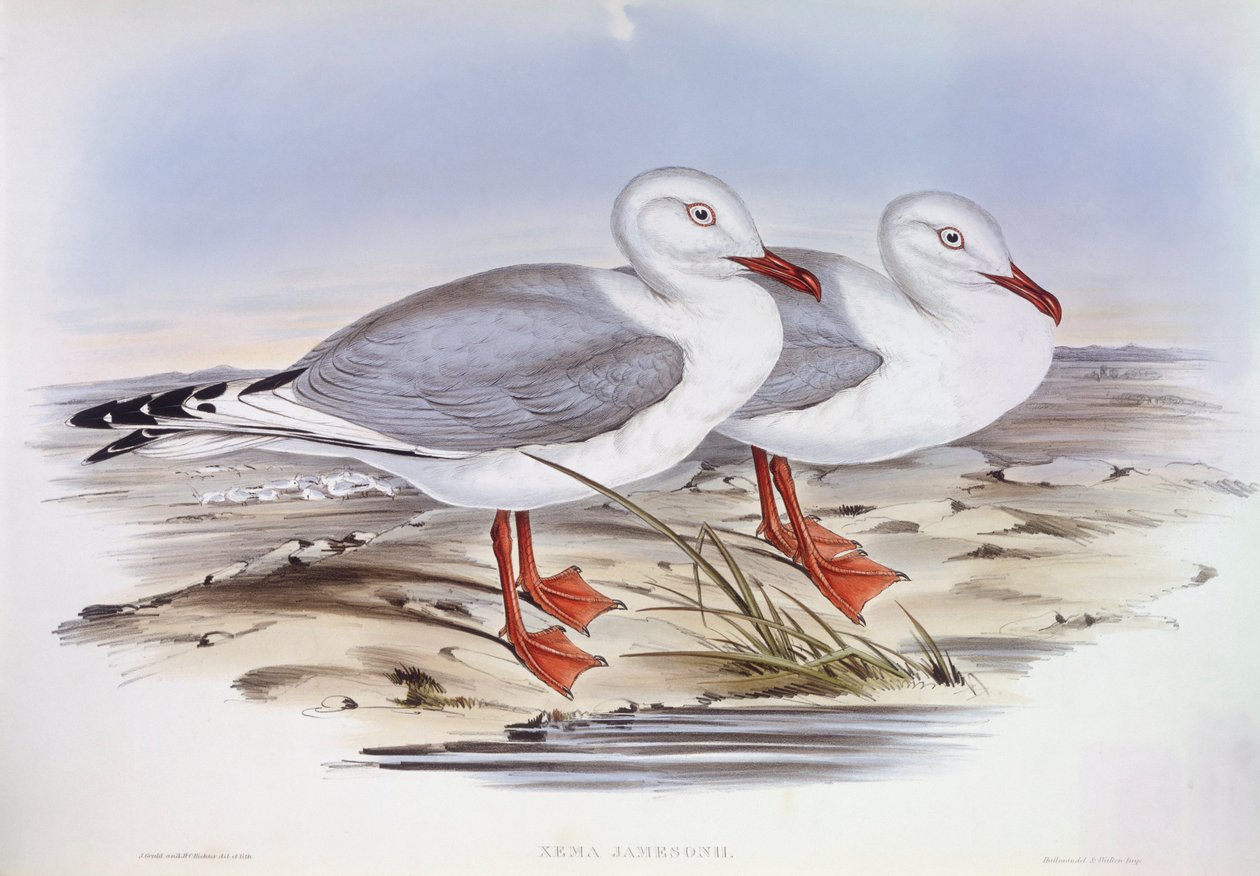Ezüstsirály (Larus novaehollandiae), John Gould metszete alkotó: John Gould