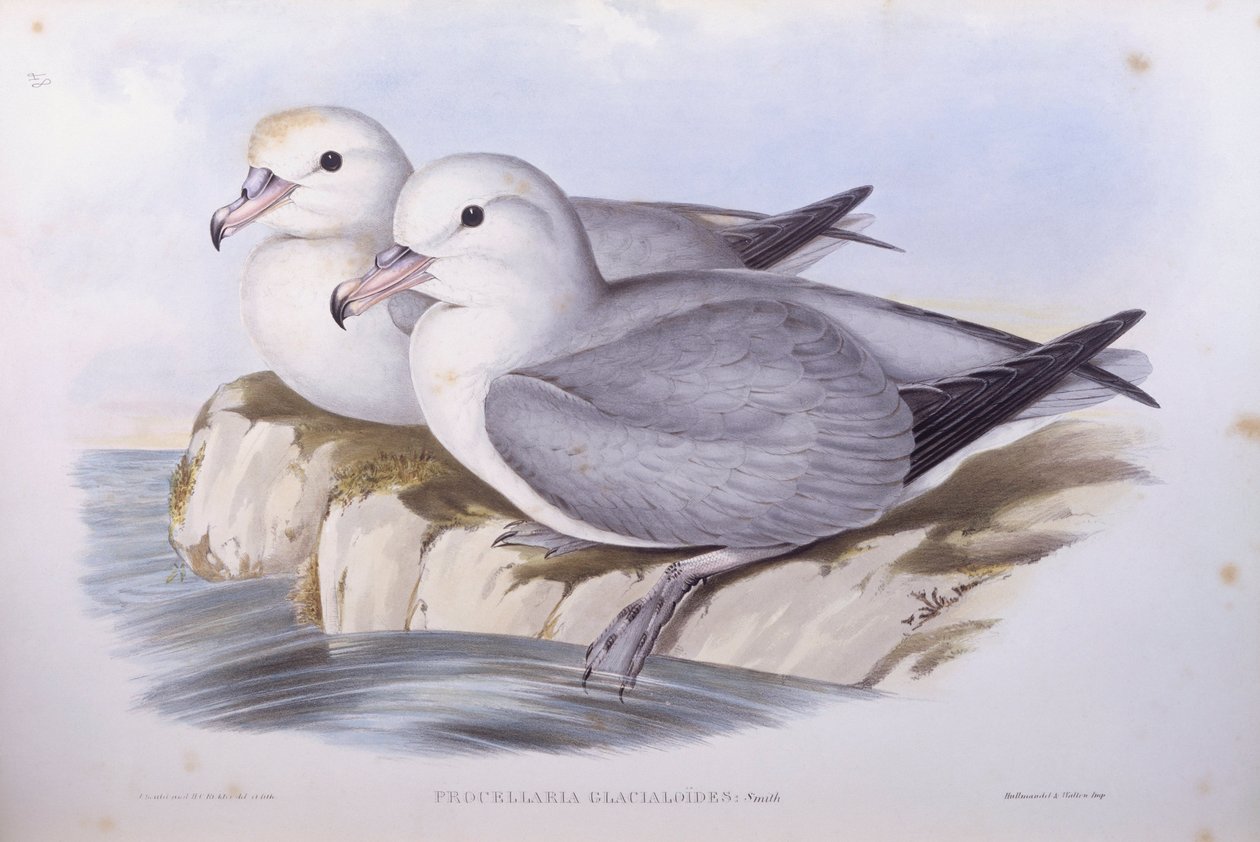 Déli fulmar (Fulmarus glacialoides), John Gould metszete alkotó: John Gould