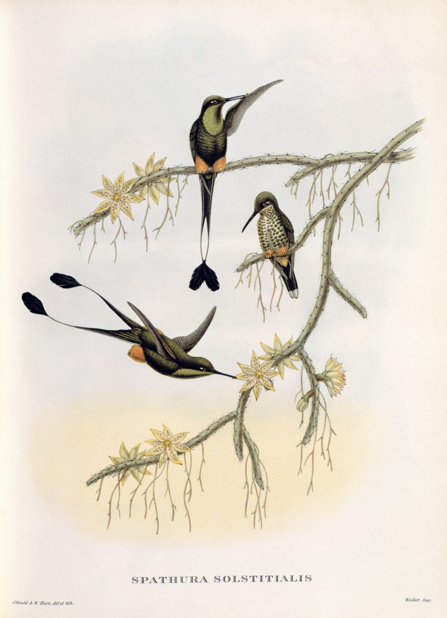 Spathura Solstitialis alkotó: John Gould