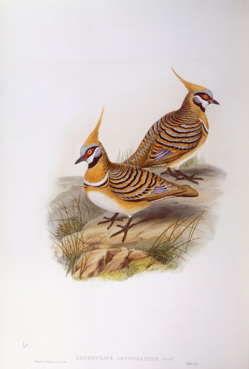 Spinifex galamb (Lophophaps vagy Geophaps plumifera leucogaster), John Gould metszet alkotó: John Gould
