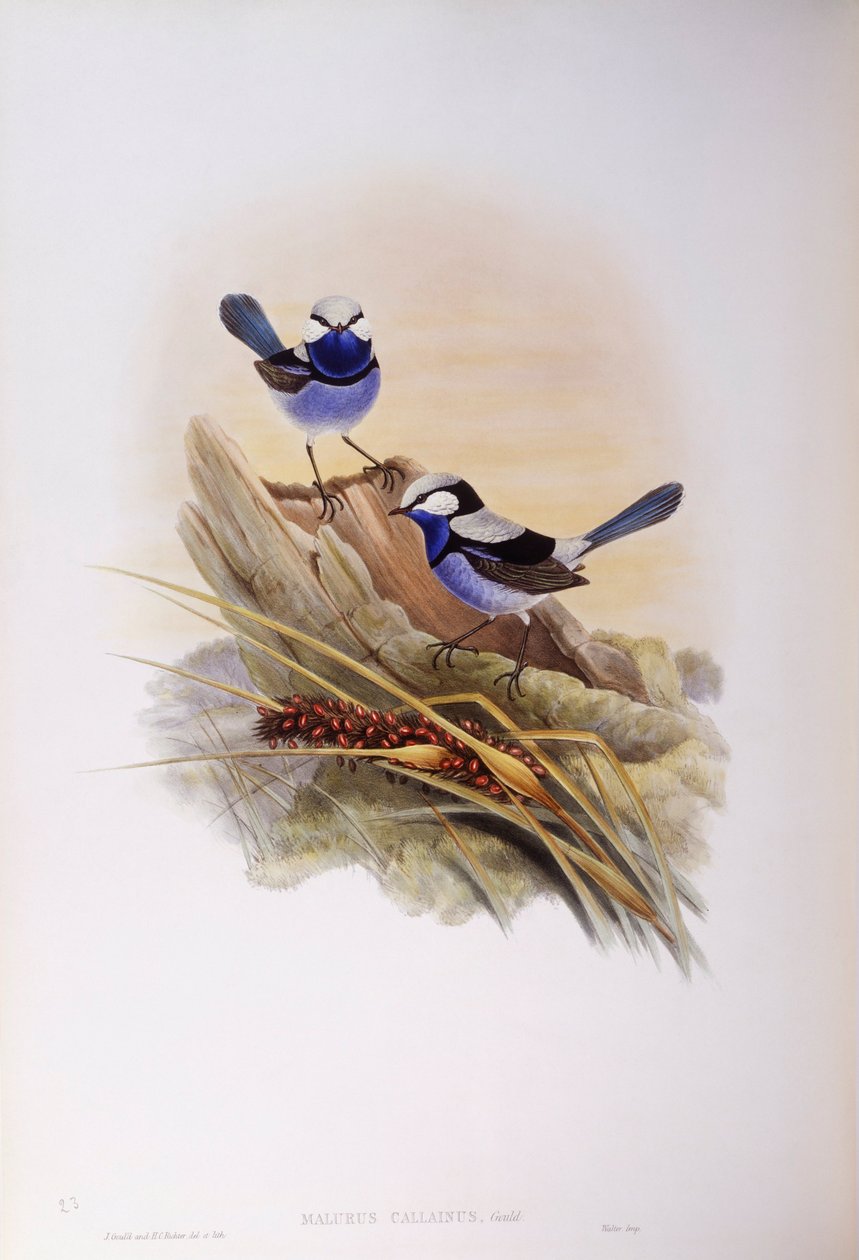 Csodálatos tündérfiú (Malurus splendens), John Gould metszete alkotó: John Gould