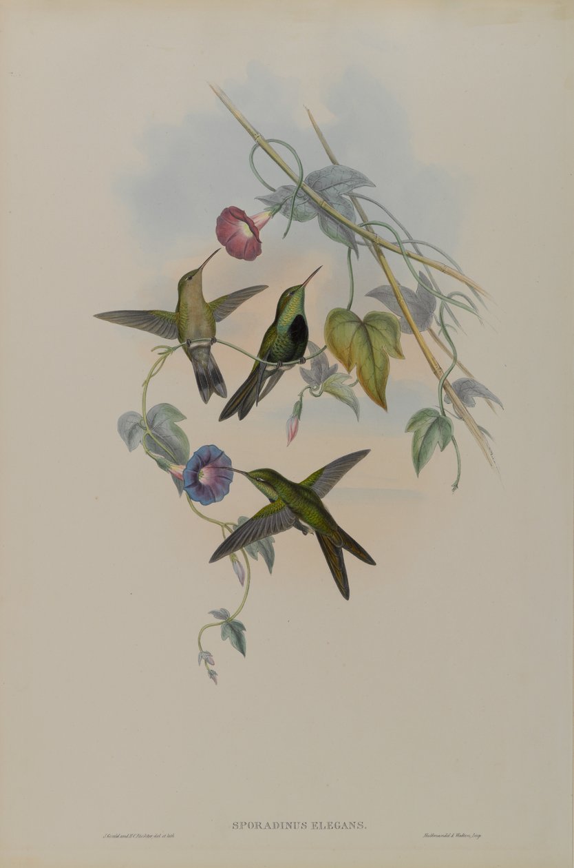 Sporadinus Elegans: Domingo Kolibri alkotó: John Gould